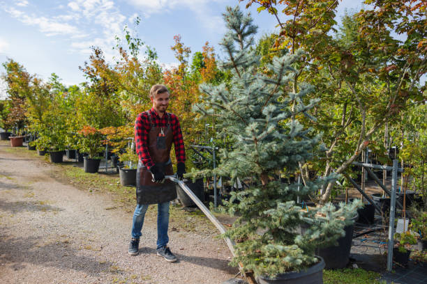 Trusted Greensburg, KY Tree Service Experts